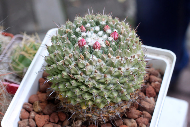 Mammillaria jalapensis