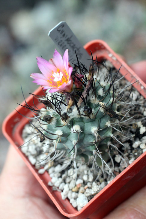 Gymnocactus viereckii x polaskii