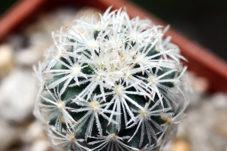 Turbinicarpus beguinii FRAN 324