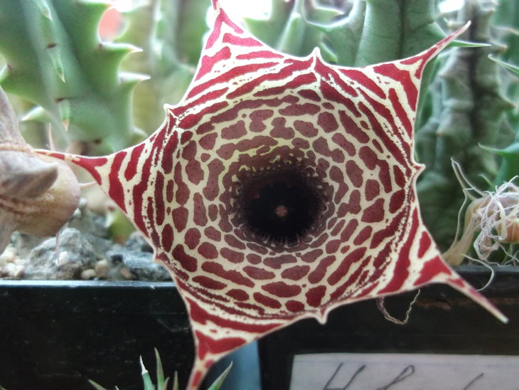DSCF4661.JPG