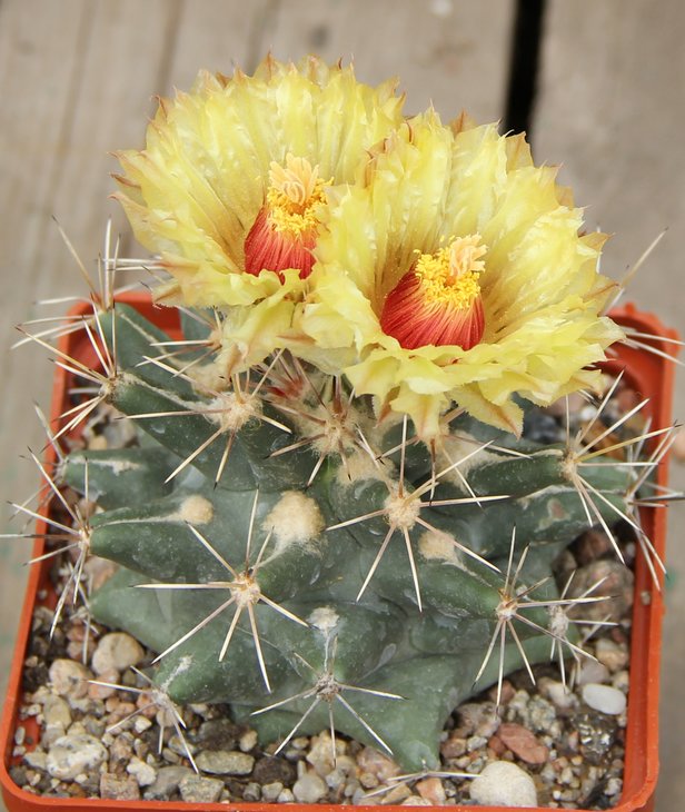 Coryphantha  scheerii SB260 EddyCo.NM.  MG131.5