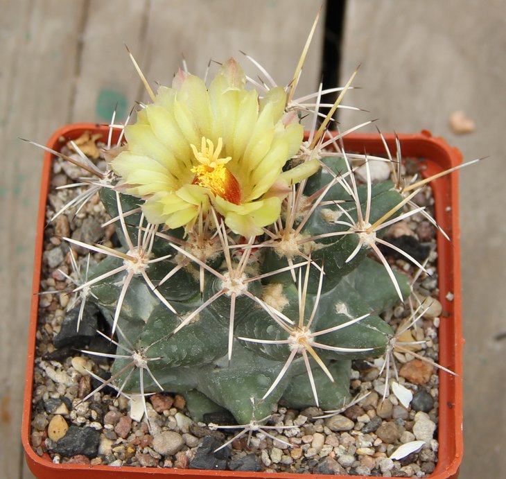 Coryphantha  scheerii SB260 EddyCo.NM.  MG131.5