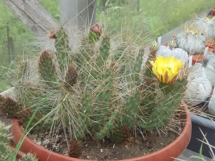 Tunilla tilcarensis cv.Fuchs