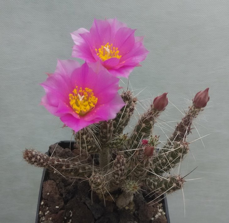 Micropuntia gracylicylindrica CJH 1100