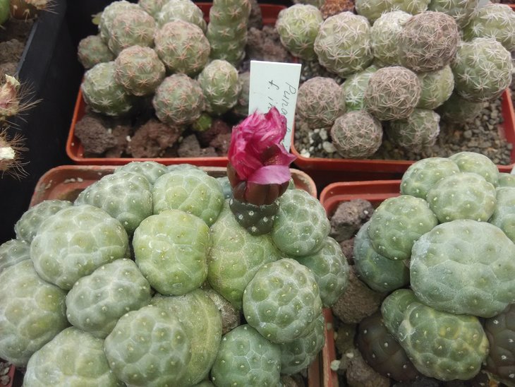 Puna bonnieae inermis (малиновый! цветок), цветок прозевала.