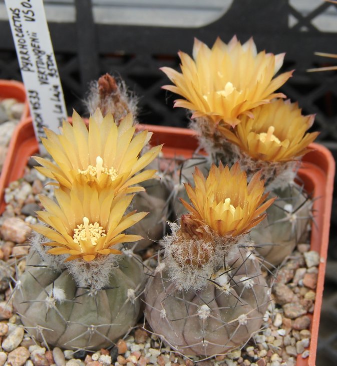 Pyrrhocactus vertongenii VS039   Bercht 4539