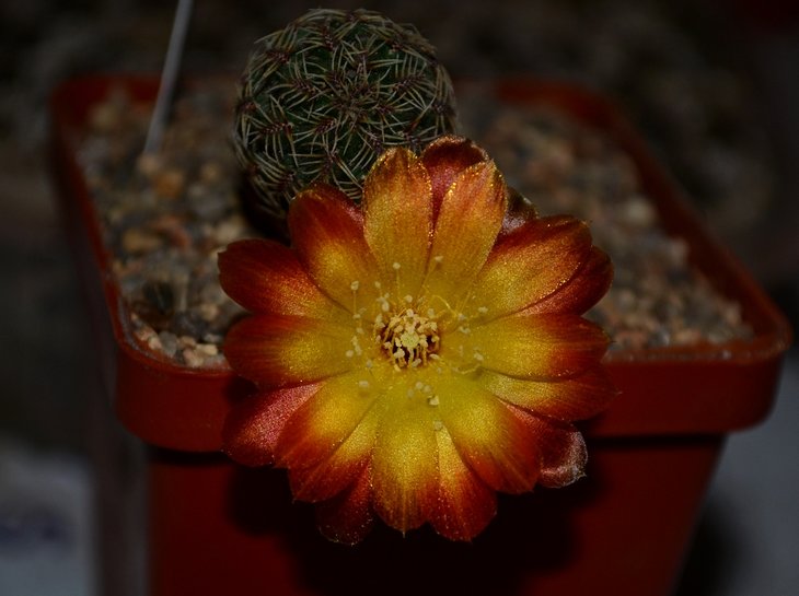 Sulcorebutia canigueralii 1.jpg