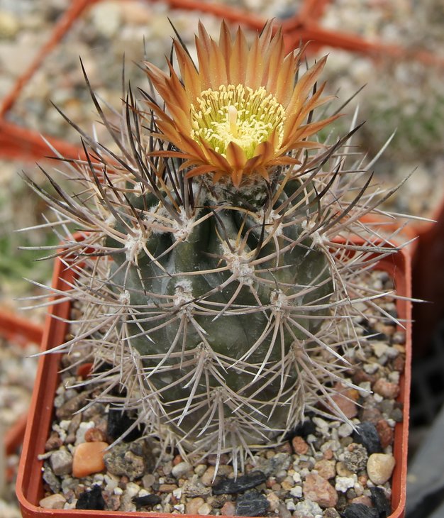 Pyrrhocactus bisi JS227.