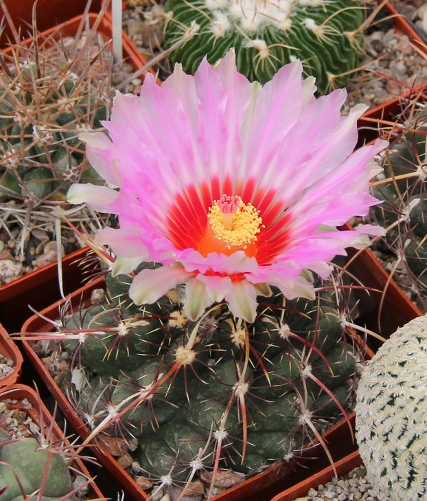 Thelocactus bicolor commodus