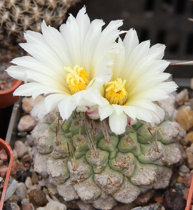 Strombocactus disciformis