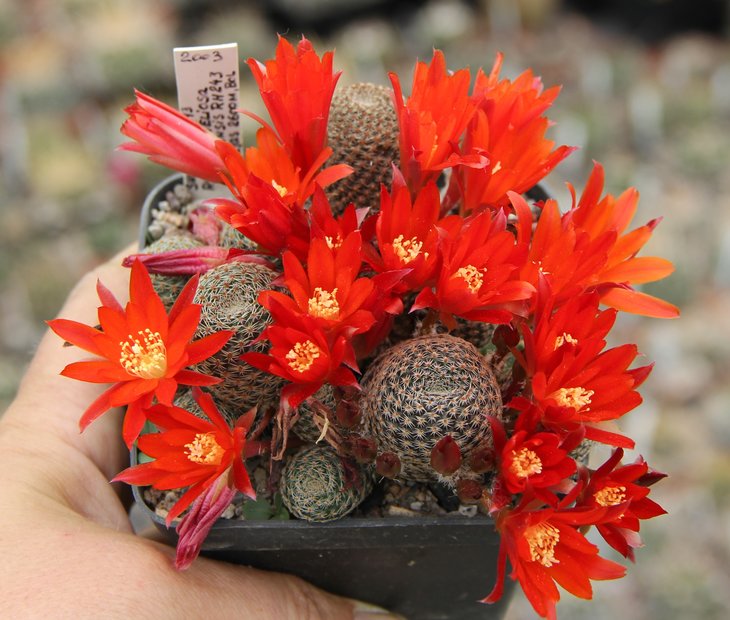 Rebutia heliosa cajasensis RH243 Alto Cajas 2600m  SUCCSEEDS2243