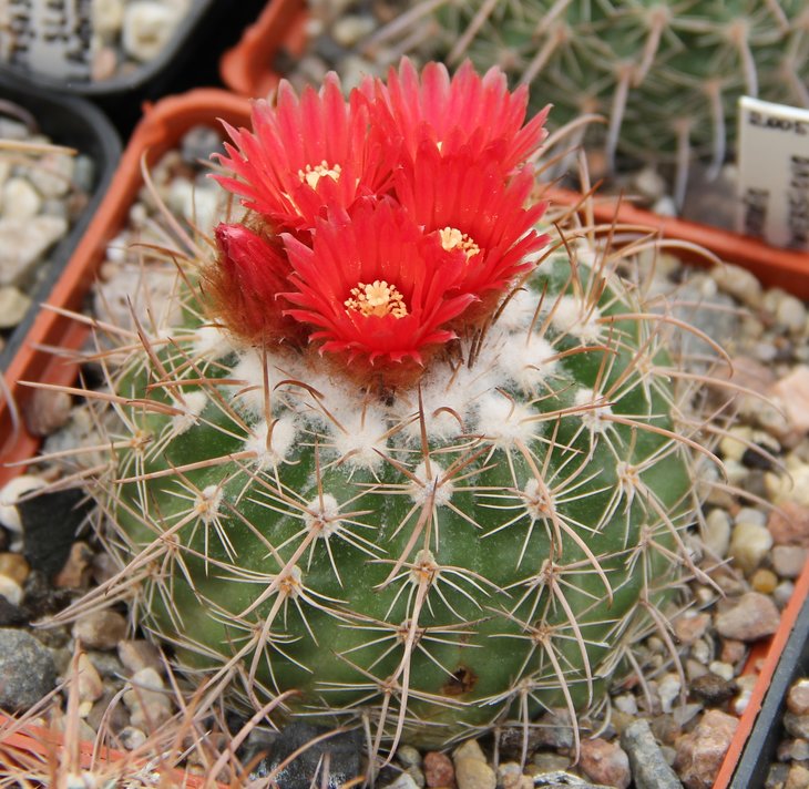 Parodia schwebsiana  Pavlicek4632.10