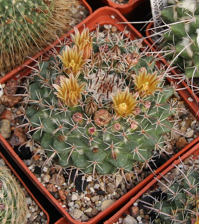 Mammillaria uncinata RUS174
