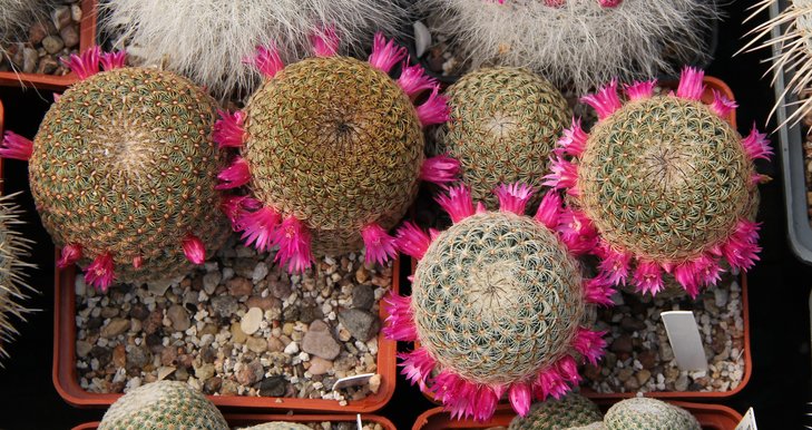 Mammillaria huitzilopochtlii FO13