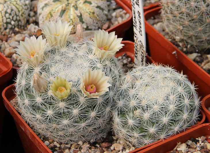 Mammillaria candida RUS047