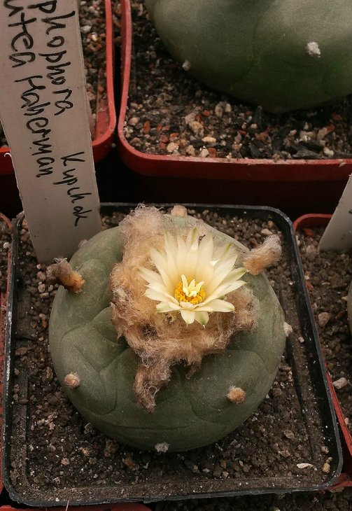 Lophophora diffusa 'lutea' ex-Kupchak, растение Л. Козака