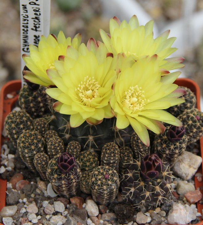 Gymnocalycium  andreae fescheri P378(G.doopianum) Pampa de San Luis 2000m