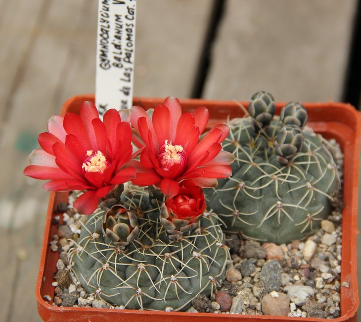 Gymnocalycium baldianum VG185