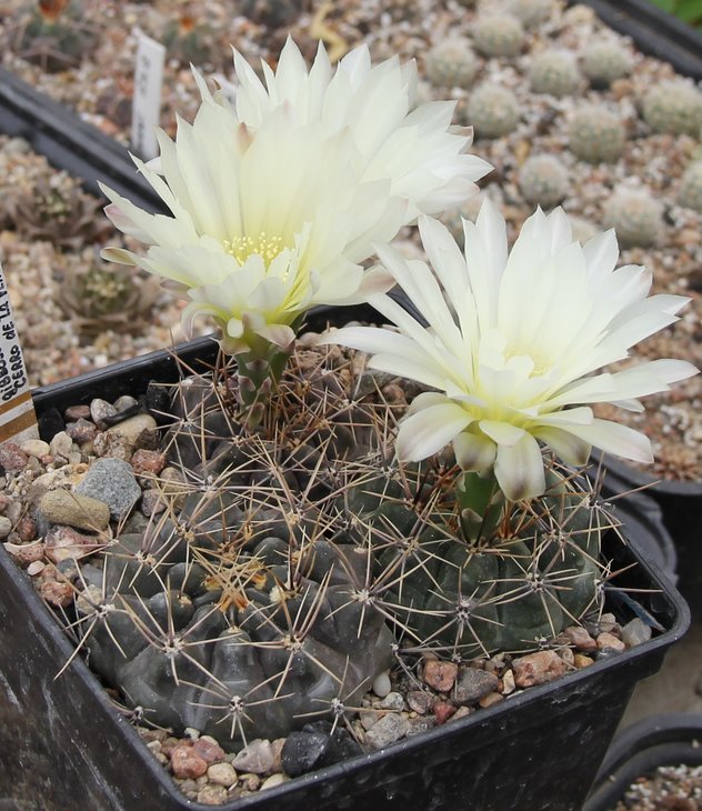 Gymnocalycium gibbosum gastonii JPR22-56 Cerro de La Ventana PILTZ4733
