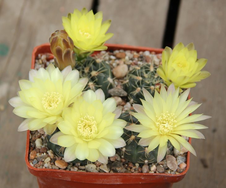 Gymnocalycium andreae VG1162  Refujio de Caraya Cord. 1603m.  KK327.252.