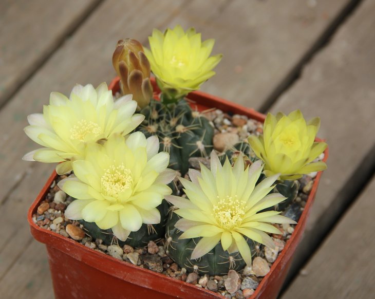 Gymnocalycium andreae VG1162  Refujio de Caraya Cord. 1603m.  KK327.252.