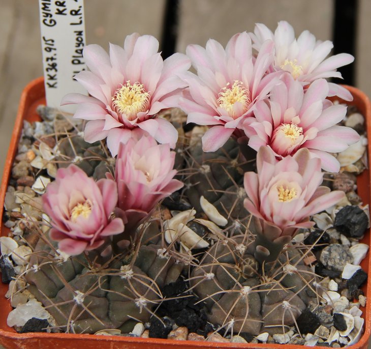 Gymnocalycium kroenlenii VG508  El Playon L.R. 1282m.  KK367.915