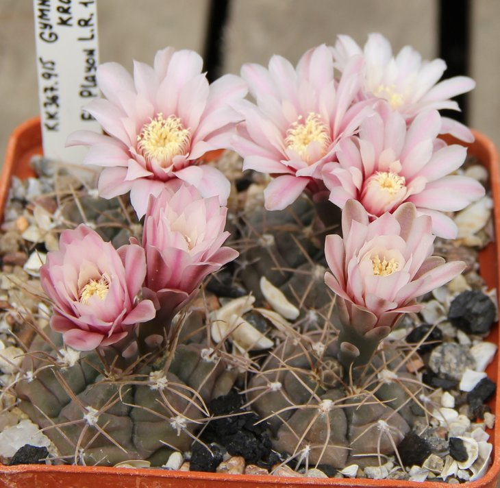 Gymnocalycium kroenlenii VG508  El Playon L.R. 1282m.  KK367.915