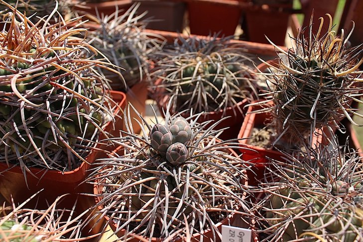 gymnocalycium spegazzinii