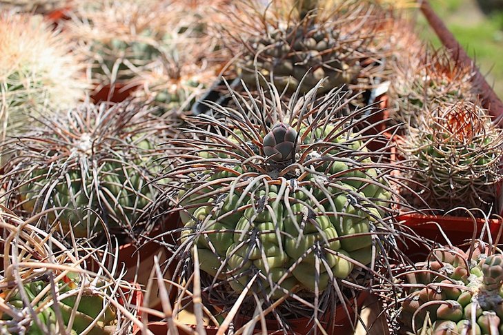 gymnocalycium spegazzinii
