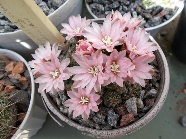 Gymnocalycium bruchii.jpg