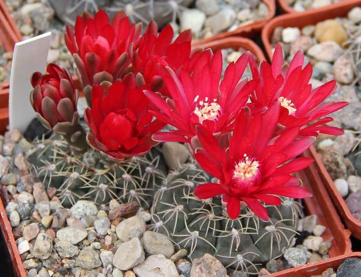 Gymnocalycium baldianum VG351