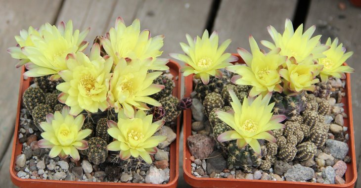 Gymnocalycium andreae fescheri P378(G.doopianum) Pampa de San Luis 2000m