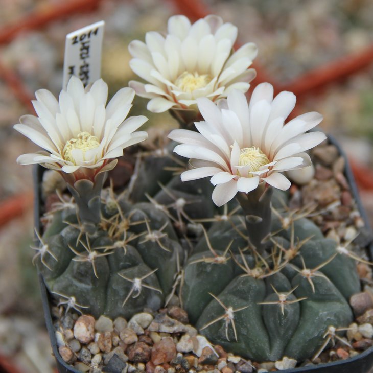 Gymnocalycium capilaense mucidum GN383-1281 El Portero Cord. PILTZ3215