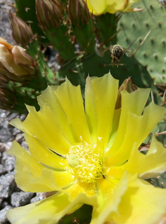 Opuntia phaeacantha v. camanchica 19.06.2016