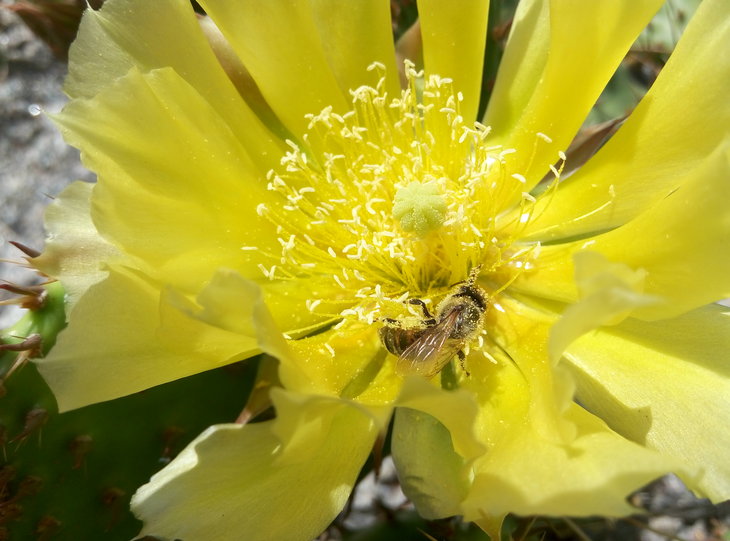 Opuntia phaeacantha var. camanchica 18.06.2016