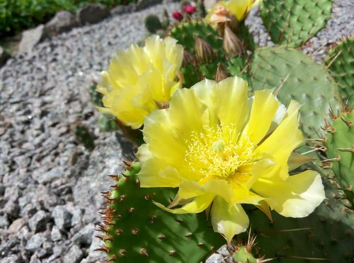 Opuntia phaeacantha v. camanchica 18.06.2016