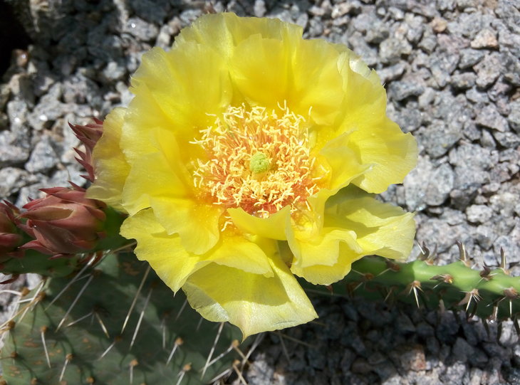 Opuntia phaeacantha 18.06.2016