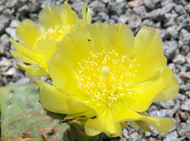 Opuntia compressa 18.06.2016