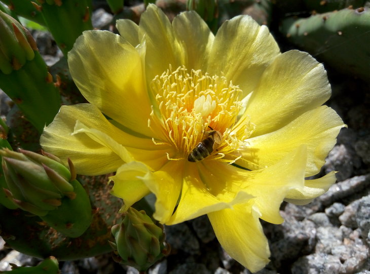 Opuntia humifusa 17.06.2016