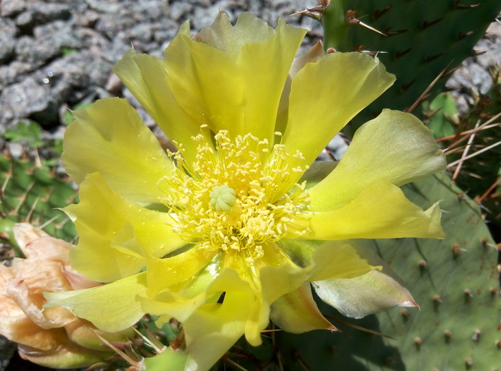Opuntia phaeacantha v. camanchica 16.06.2016