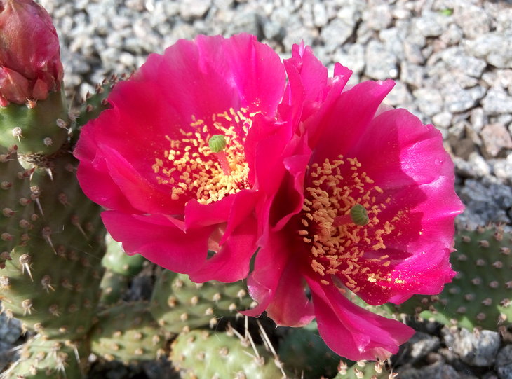 Opuntia fragilis cv.'Freiberg' 14.06.2016