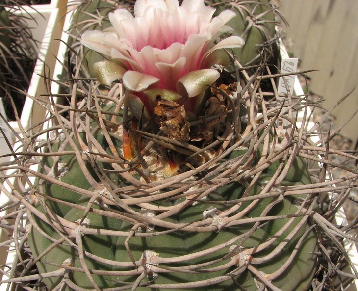 cardenasianum