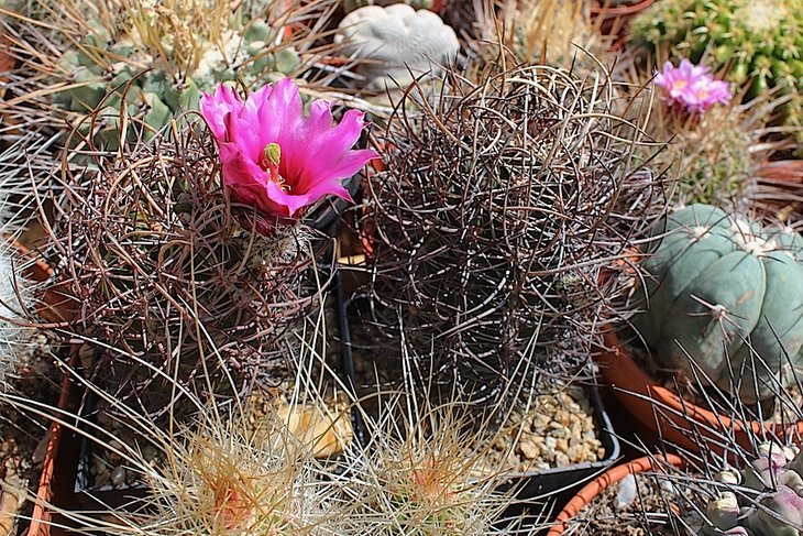 echinocereus lindsayi