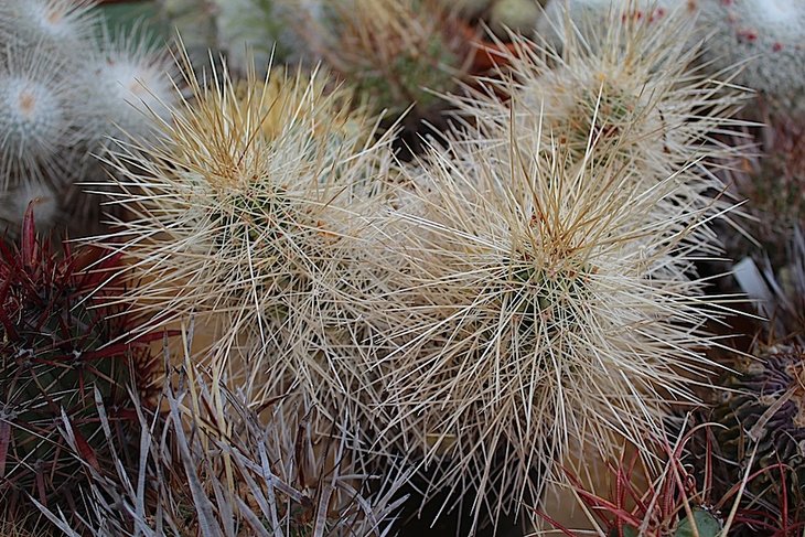 echinocereus dubius