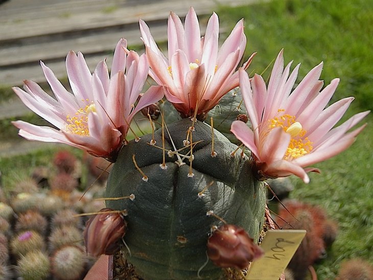 echinocereus knippelianus