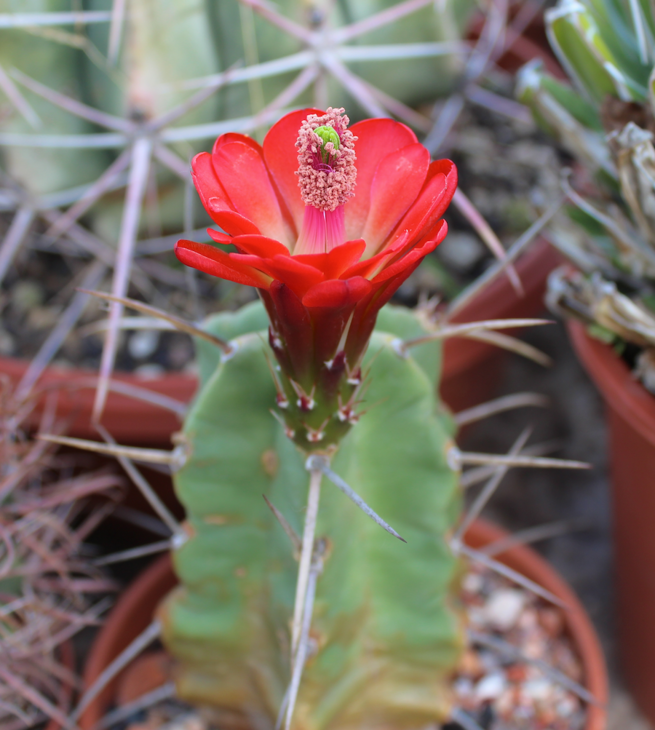 echinocereus triglochidiatus