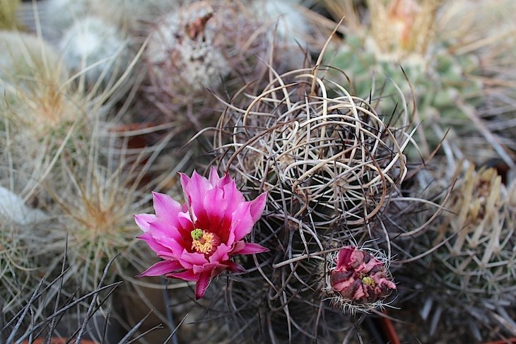 echinocereus lindsayi