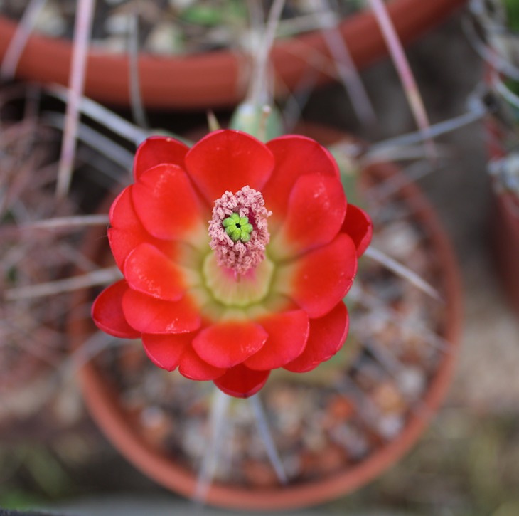 echinocereus triglochidiatus