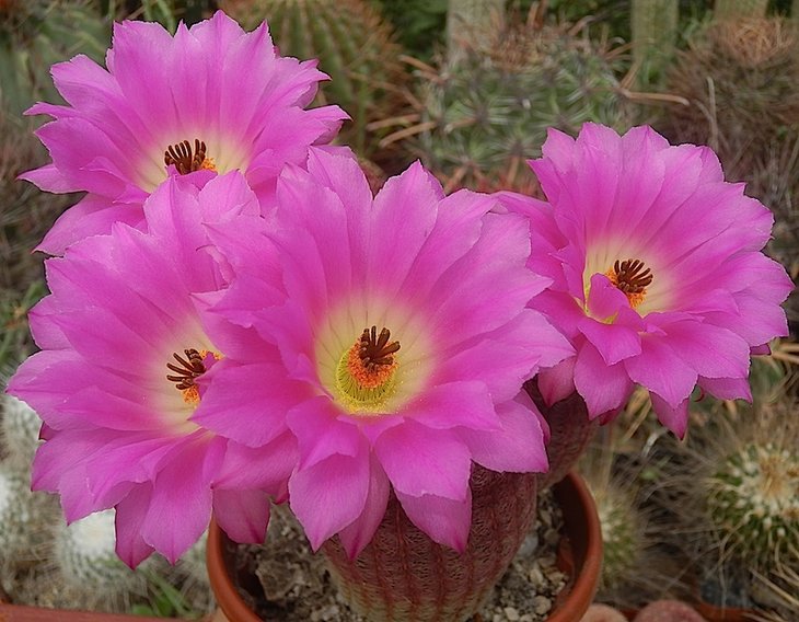 echinocereus rigidissimus var. rubrispinus