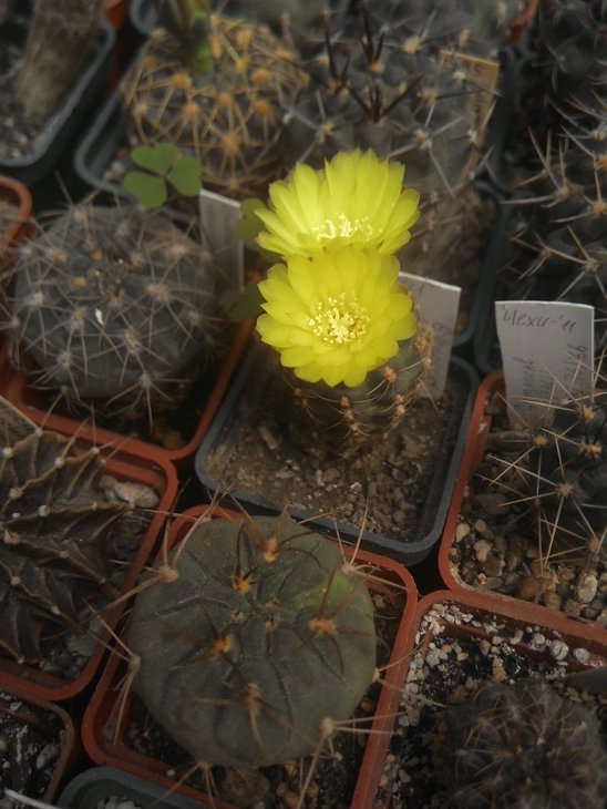 andreae v. fechseri - P 378, syn. G. doppianum n.n., Bl. gelb